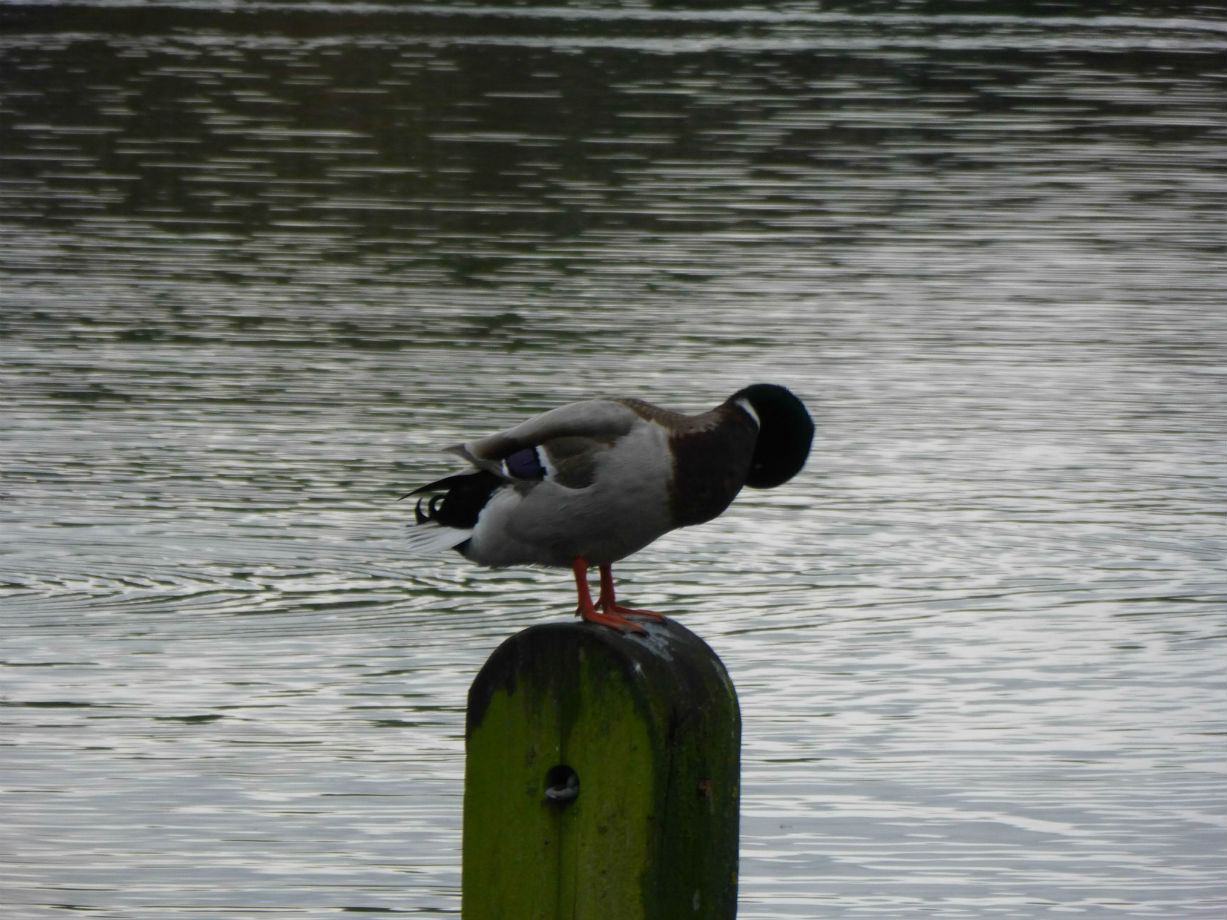 Il cuore verde di Londra: Kensington Gardens e Hyde Park